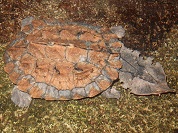 マタマタ