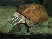 ヨツメイシガメ