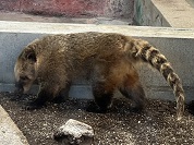 アカハナグマ