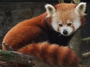 ニシレッサーパンダ