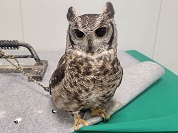 アビシニアンワシミミズク