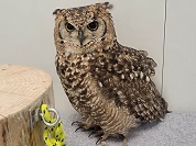 アフリカワシミミズク