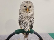 ウラルアウル