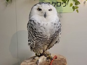 シロフクロウ