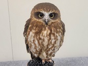ニュージーランドアオバズク