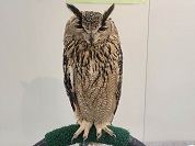 ベンガルワシミミズク