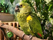 アオボウシインコ