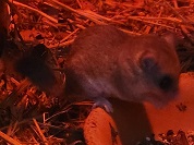 アフリカヤマネ