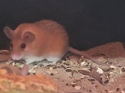 カイロトゲマウス