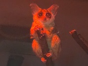 ショウガラゴ