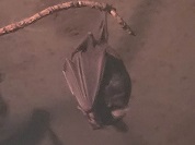 セバタンビヘラコウモリ
