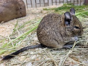 デグー