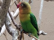 ルリゴシボタンインコ