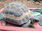 キバラクモノスガメ