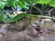 アオカナヘビ