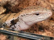 アオジタトカゲ（ハスオビアオジタ）