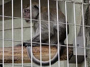 カニクイザル