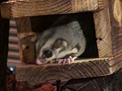 フクロモモンガ