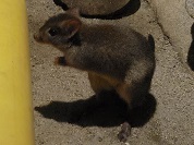 フサオネズミカンガルー