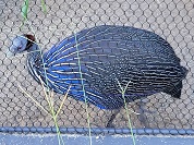 フサホロホロチョウ