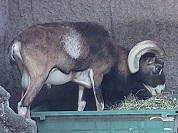 ムフロン