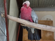 モモイロインコ
