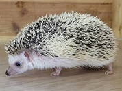 ヨツユビハリネズミ