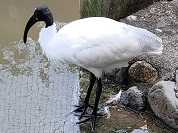 クロトキ