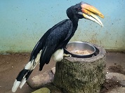 サイチョウ