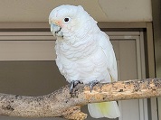 シロビタイムジオウム