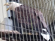 ハクトウワシ