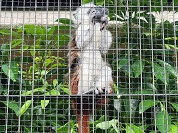 ワタボウシタマリン