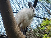 アフリカクロトキ