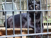 クロヒョウ