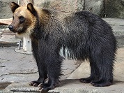 ヒグマ