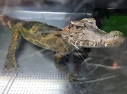 クロカイマン