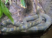 シュウダ