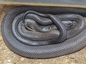 タイコブラ