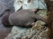 ハダカデバネズミ