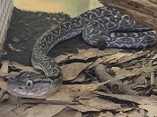 ハブ