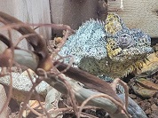 ホーネリーカメレオン