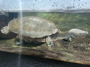 メキシコカワガメ