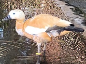 アカツクシガモ