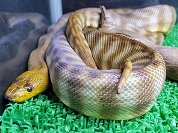 ウォマ
