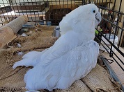 タイハクオウム