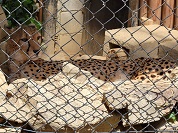 チーター