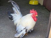 チャボ
