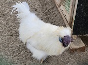ウコッケイ