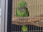 キエリボウシインコ