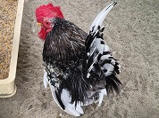 ゴイシチャボ